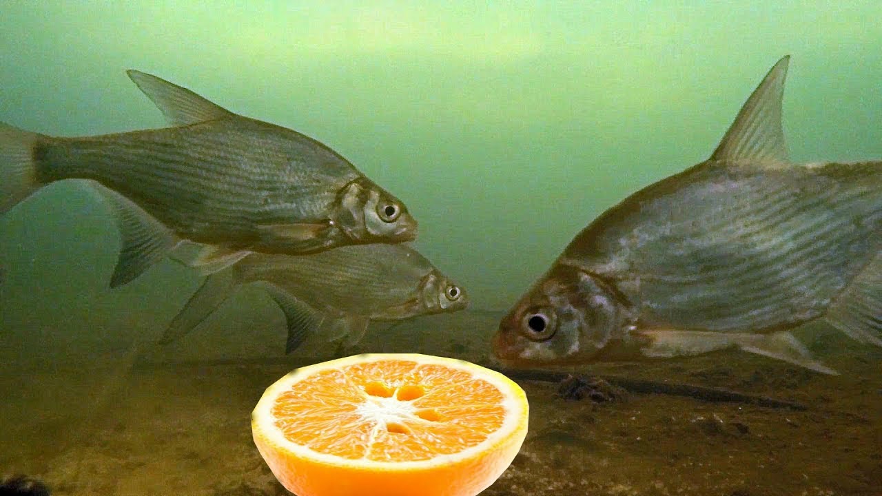 Реакция рыбы на апельсин