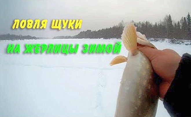 Ловля щуки на жерлицы. Рыбалка со 100 % результативностью!