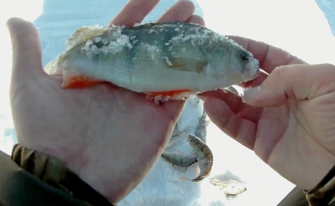 Ловля окуня зимой на мормышку с мотылём
