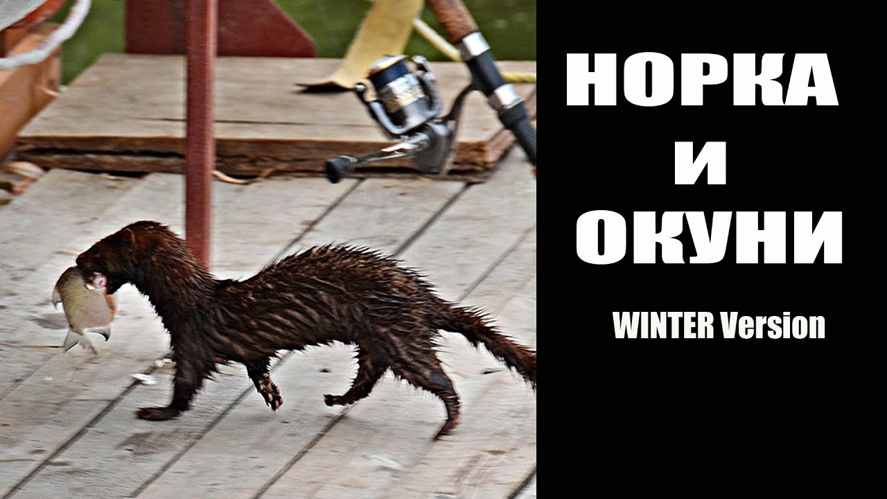 Норка и окуни...