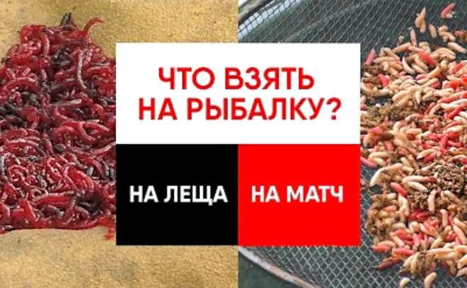 Что взять на рыбалку на леща на матч?