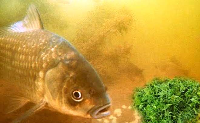 Запаренная перловка с укропом. Подводная съёмка.