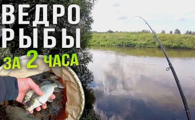 Ловля фидером на реке. Нашли самое рыбное место на Свислочи!