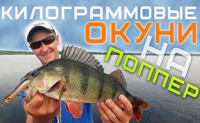 Трофейные окуни на поппер