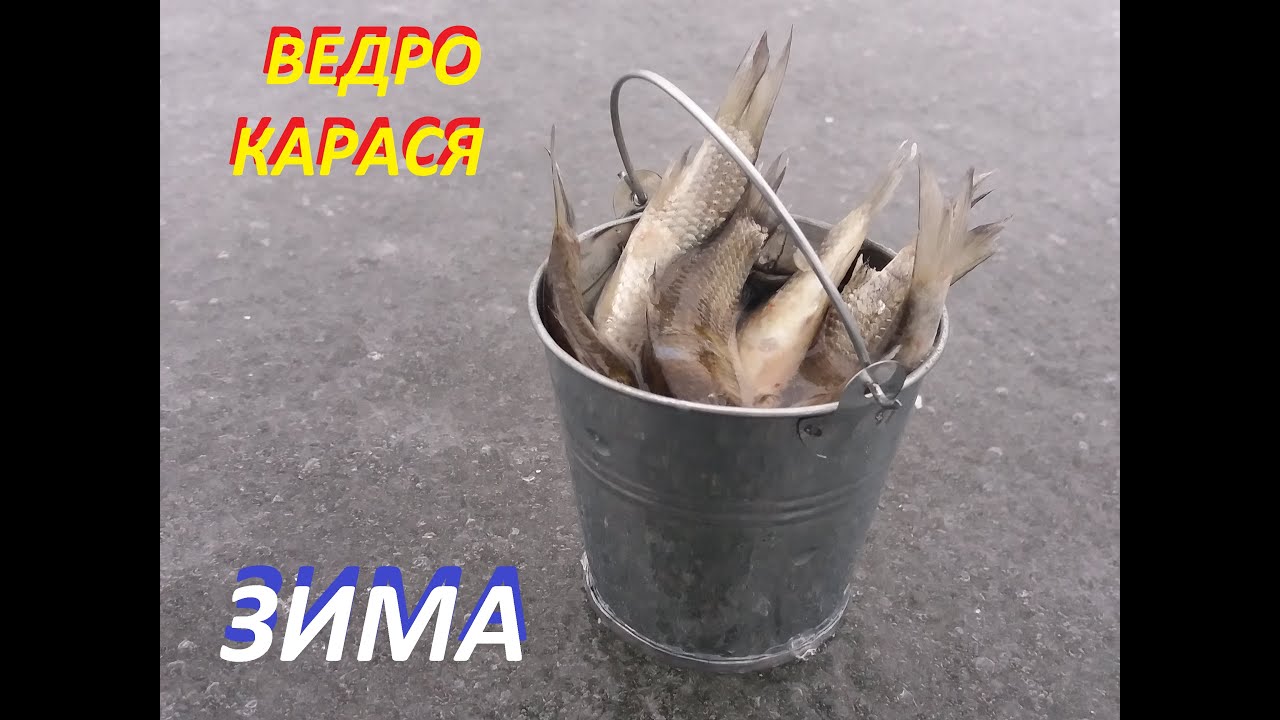 Немного юмора. Ведро зимнего карася.