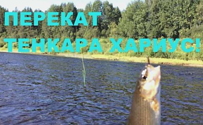 Перекат. Тенкара. Хариус!