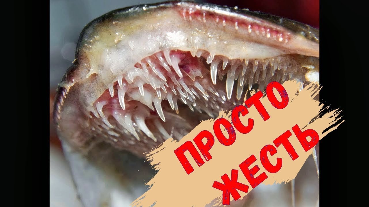 Первый опыт на жерлицы. Щуку за пасть поймал.