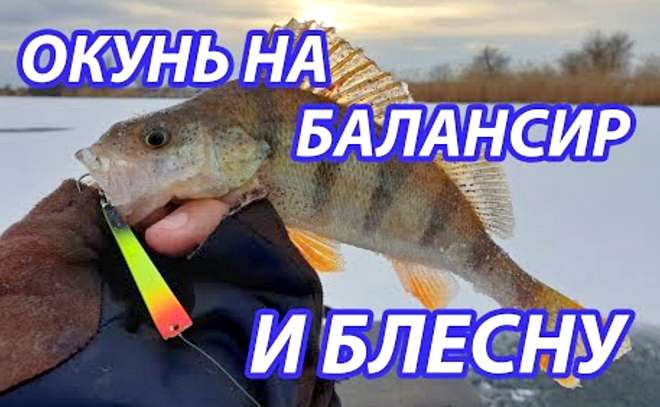 Окунь на балансир и блесну. Ловля окуня со льда.