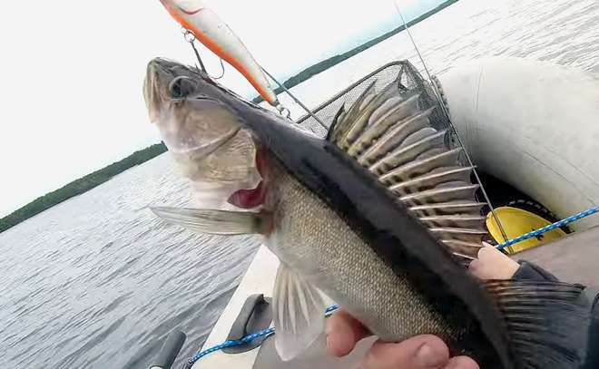 Троллинг. Ловля судака троллингом с копиями Rapala.