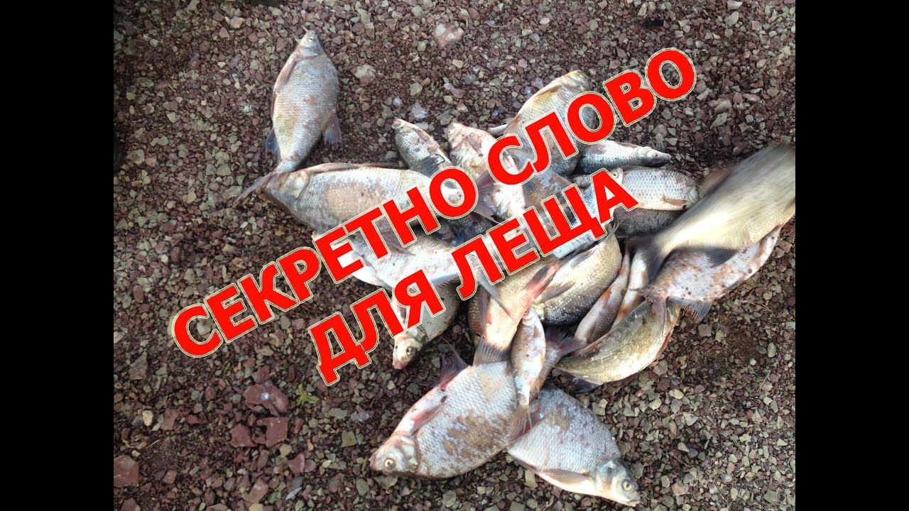 Ловля крупного леща на секретное слово