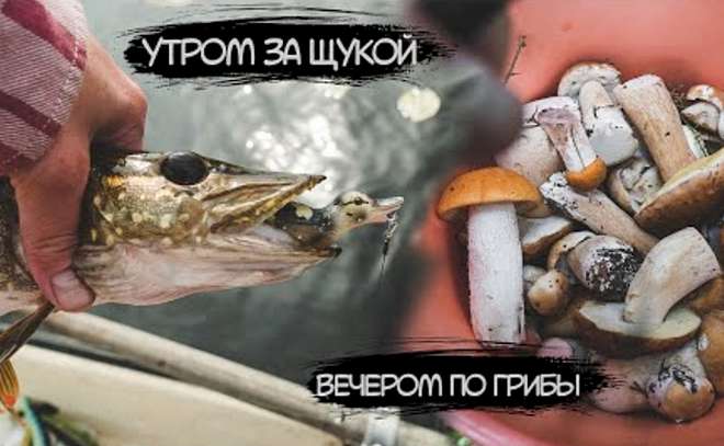Утром за щукой, вечером по грибы. Много белых.