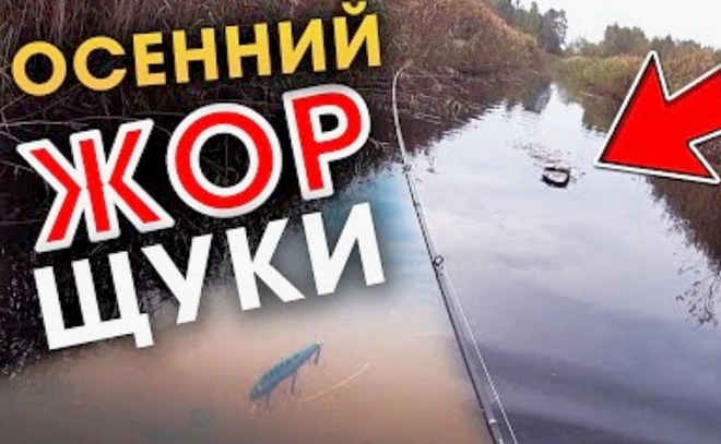 Жор щуки осенью! Твичинг воблеров в октябре на мелководье.