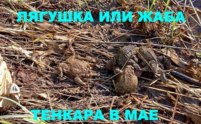 Жаба или лягушка? Ловля в мае на тенкару.