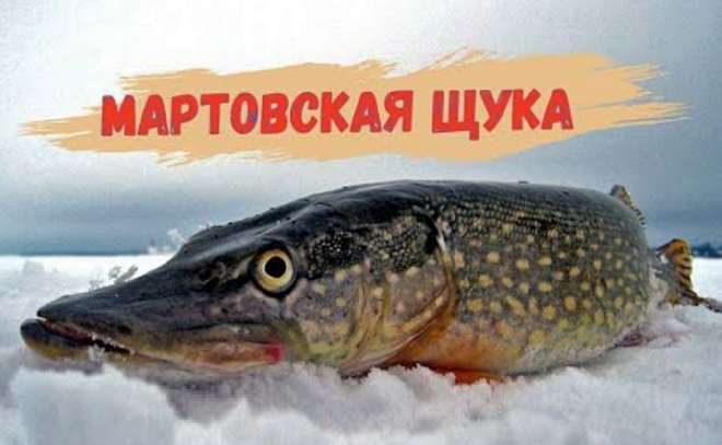 Мартовская щука. Закрываем сезон.