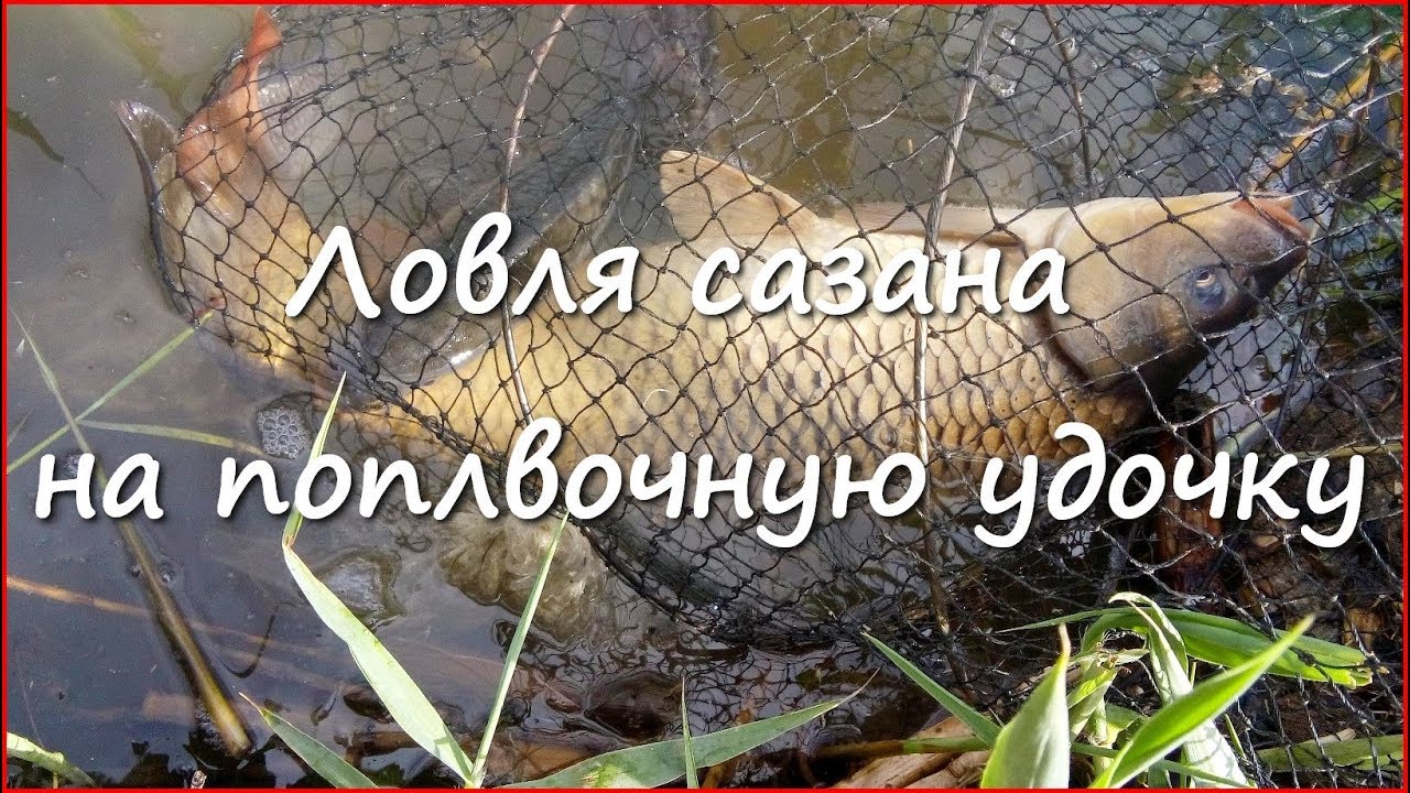 Ловля карася и сазана весной в Краснодарском крае&nbsp; часть1