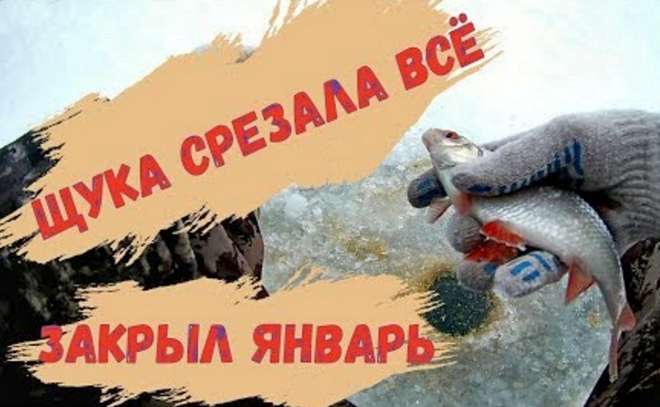 Щука срезала мормышки и жерлицы. Рыбалка в январе.