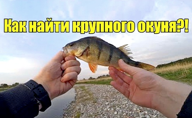 В погоне за крупным окунем! Рыбалка в Калининграде.