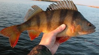 Ловля окуня и бычка в Рогожкино