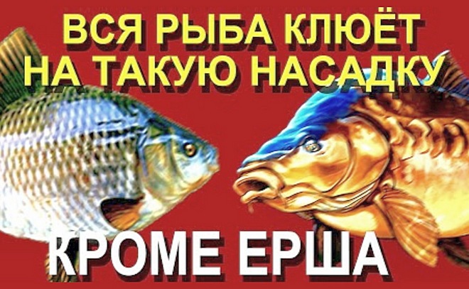 Вся рыба, кроме ерша, клюёт на эту насадку зимой и летом