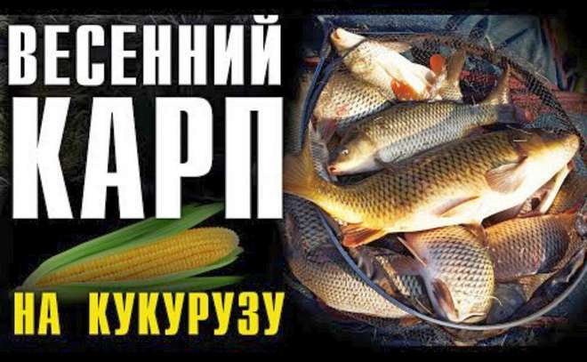 Весенний карп на кукурузу