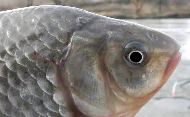 Караси рвут мормышки и воруют удочки! Зимний карась со льда.