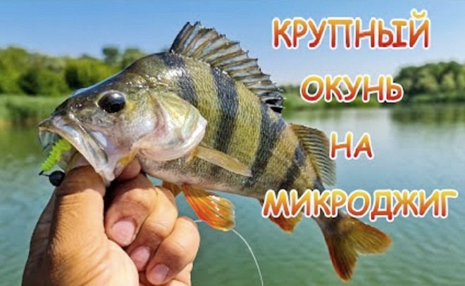 Микроджиг летом в жару. Как и где ловить крупного окуня?