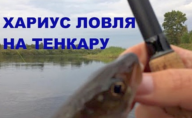 Хариус. Ловля на тенкару.