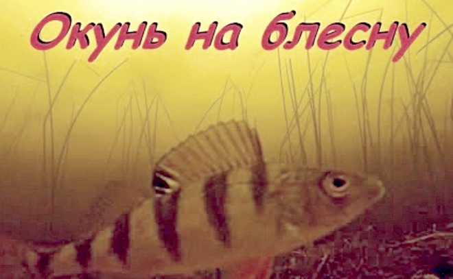 Подводные съёмки. Ловля спортивного окуня на блесну.