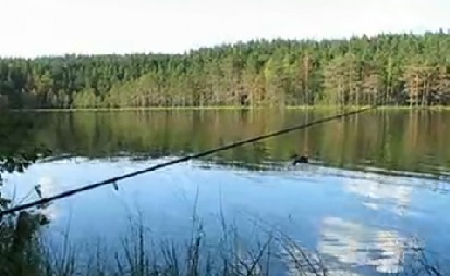 Один окунь и двое благодарных утят