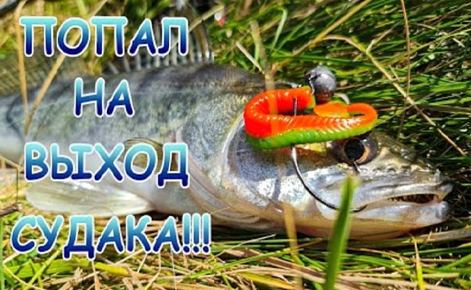 Выход судака на джиг на разные приманки!
