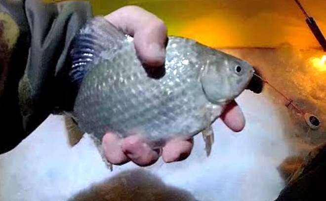 Вечерняя ловля карася зимой на мормышку со льда