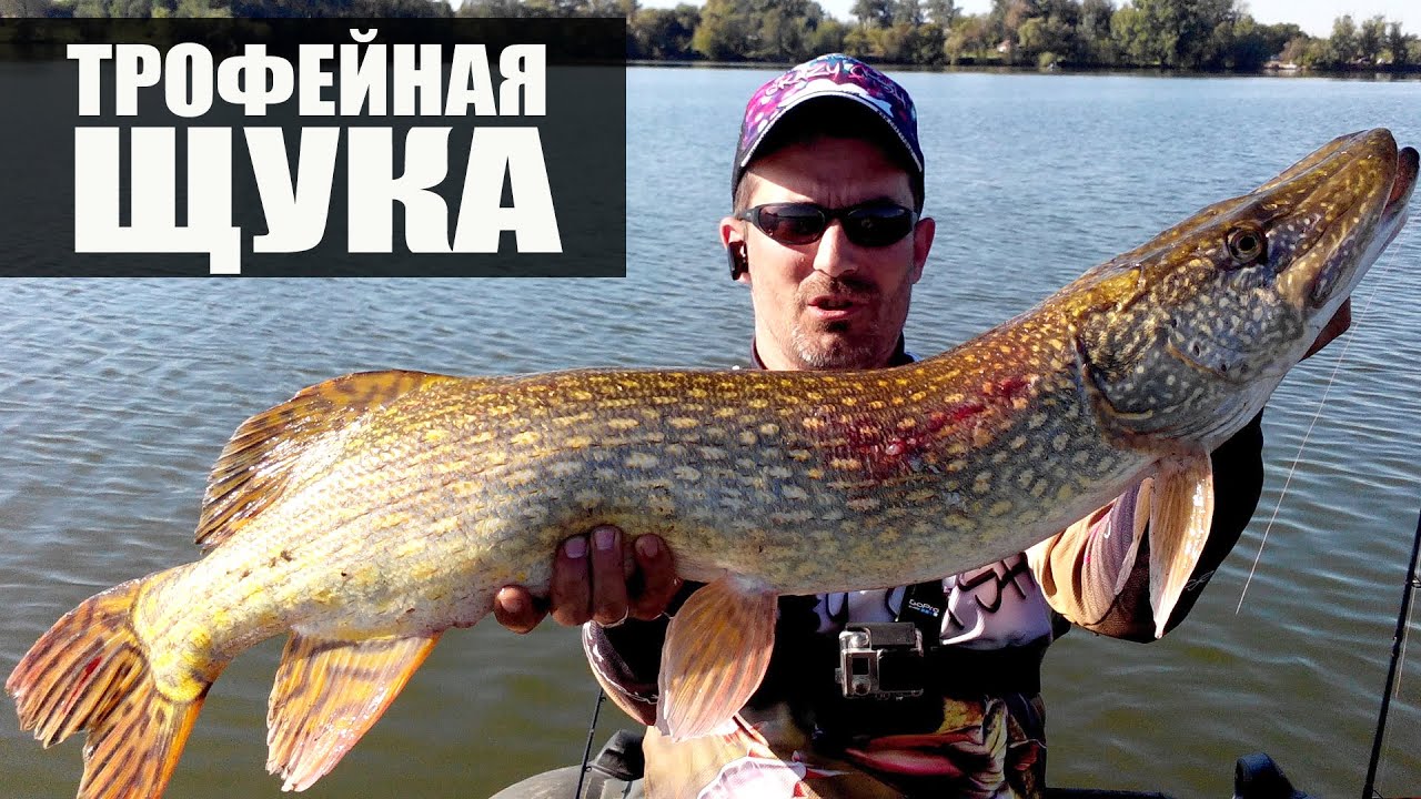 Трофейная щука - всегда праздник!