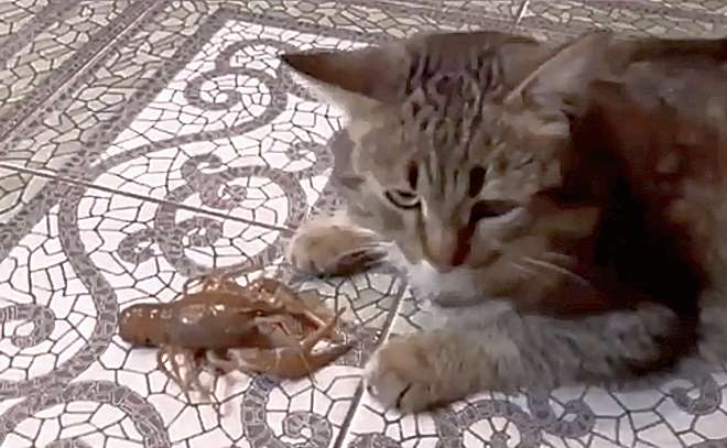 Драки. Кот и раки.