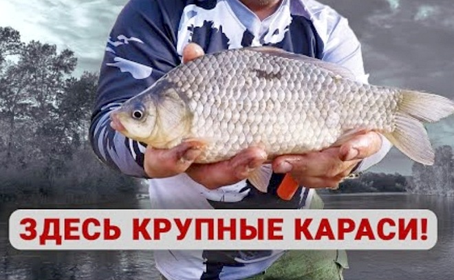 Крупные караси на кукурузу и червяка
