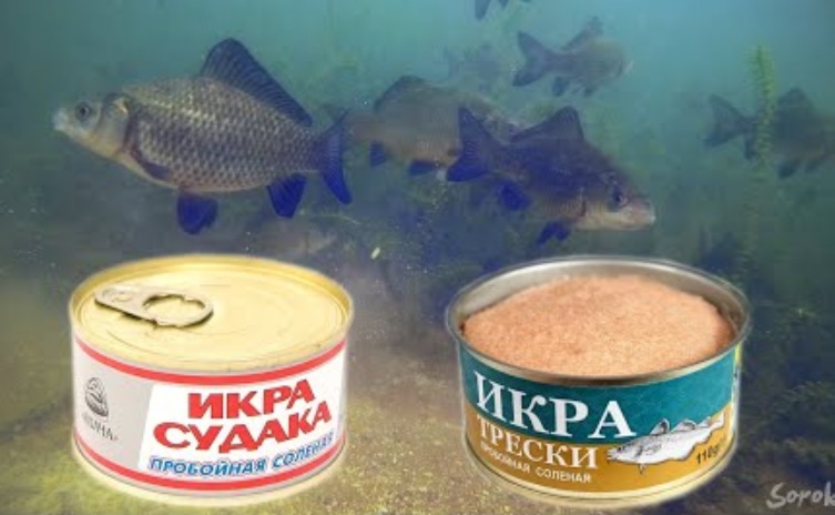 Карась на икру судака и трески! Подводная съёмка.