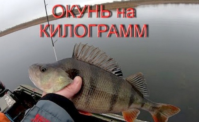Окунь на килограмм. Ловля щуки в холодной воде.