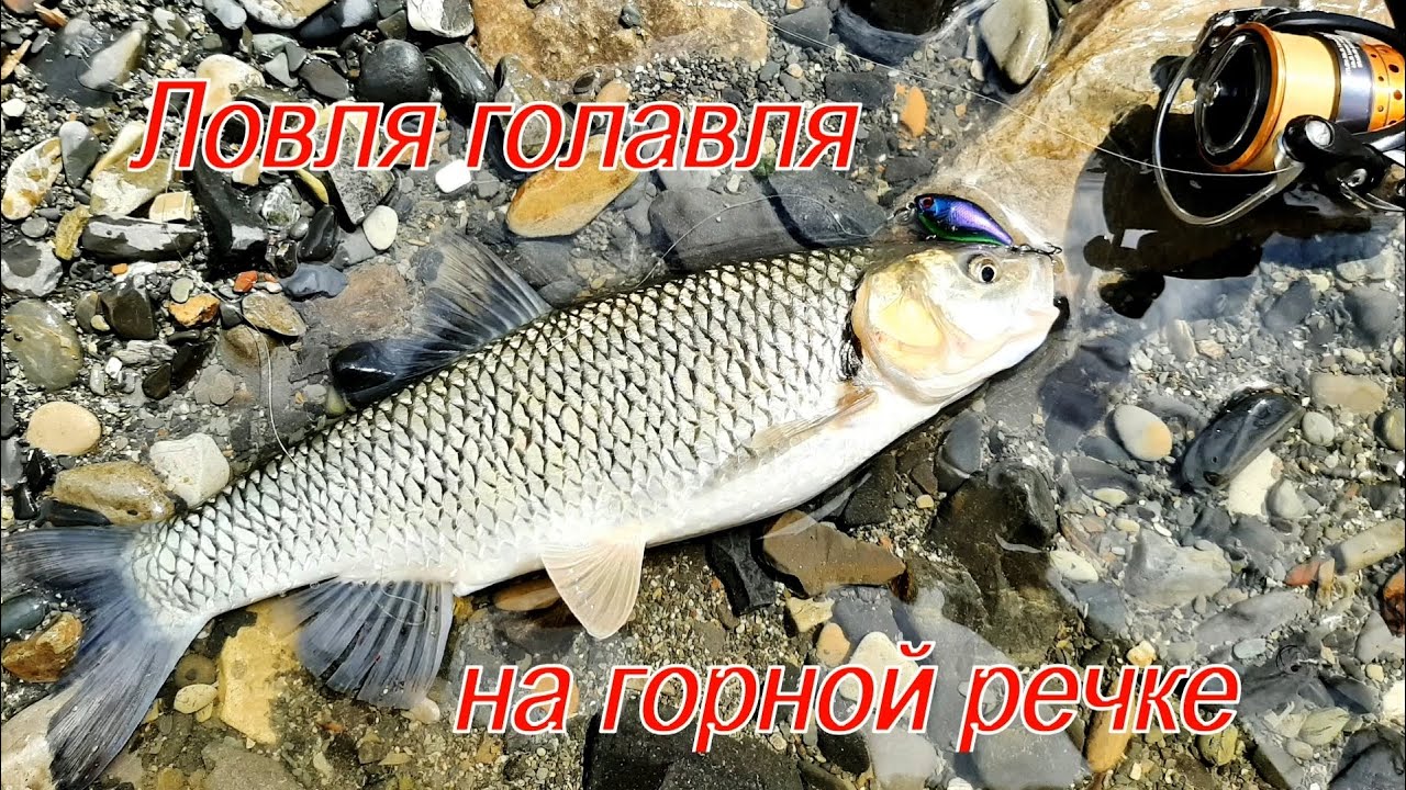 Ловля голавля на горной речке