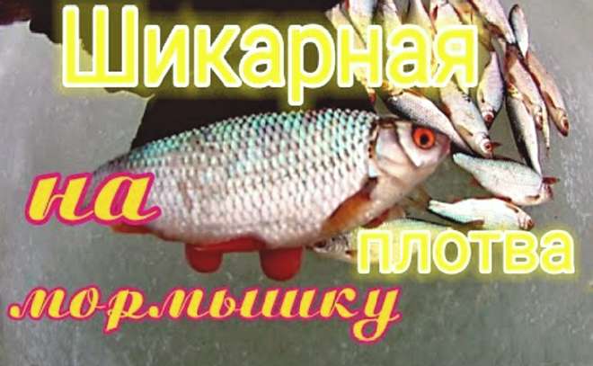 Зачетная плотва! Свежий воздух и рыбалка удалась!