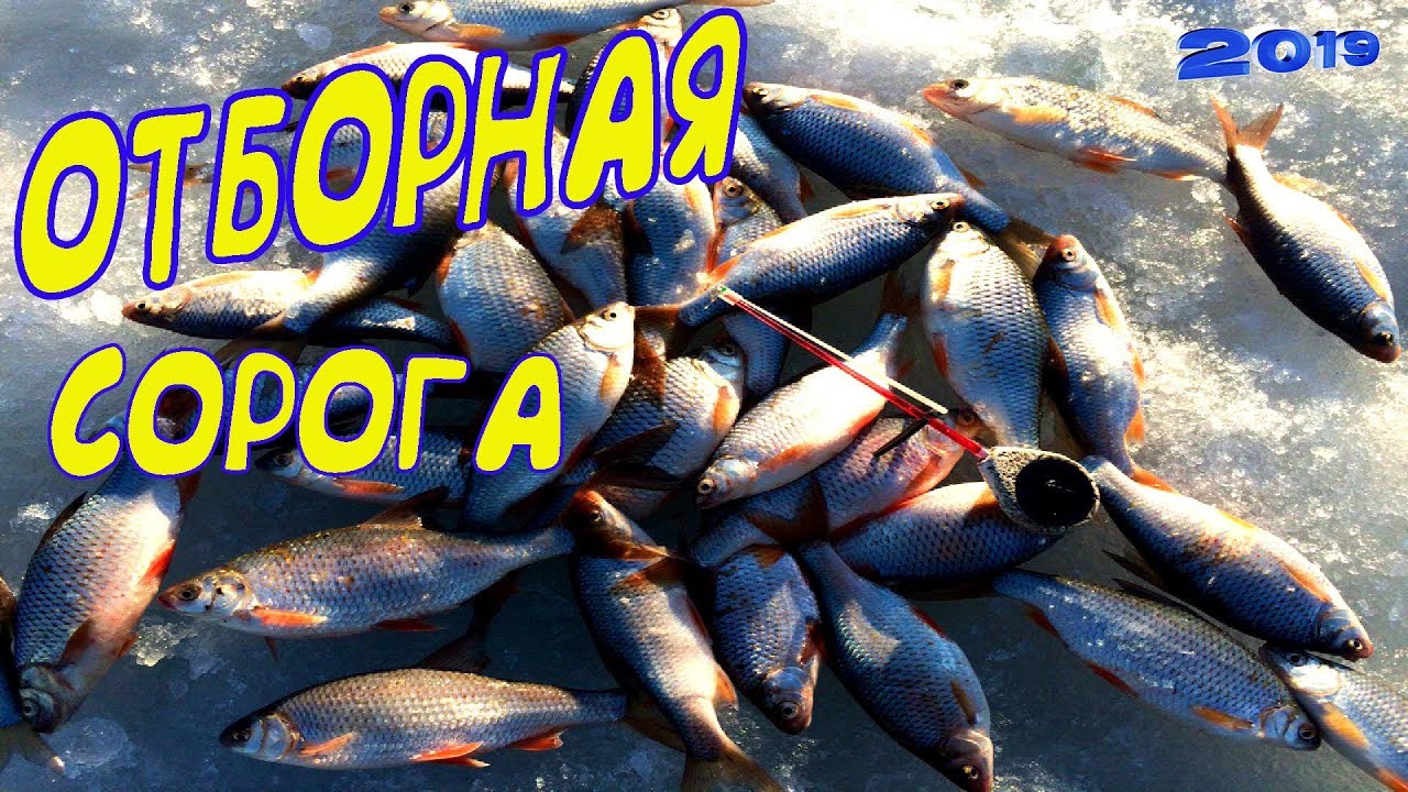 Отборная сорога с нереальной силой! Озеро Мостовое.