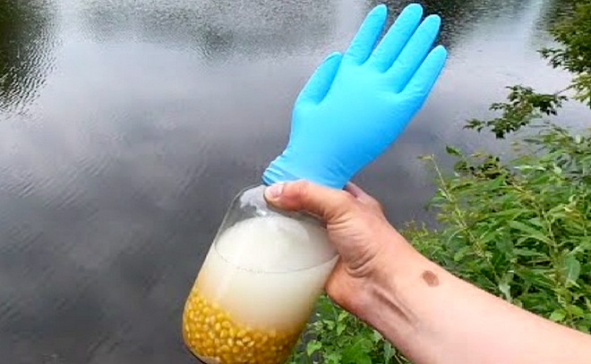 Реакция рыбы на пьяную кукурузу! Подводная съёмка.