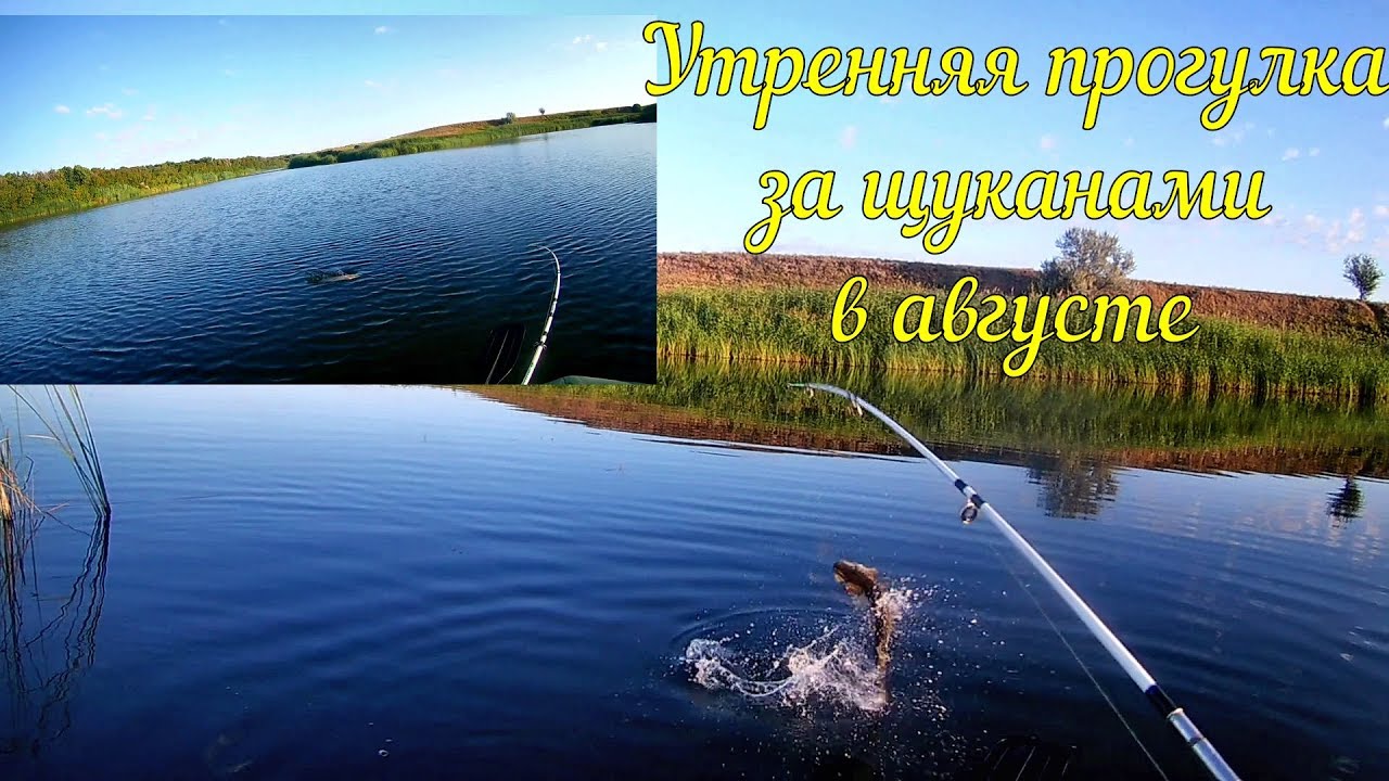 Утренняя прогулка за щукой на спиннинг в августе