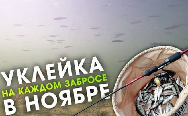Осенняя плотва и уклейка на отводной поводок