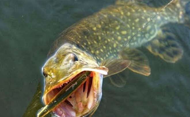 Тридцать щук! Ловля щуки на воблер. Pike fishing.