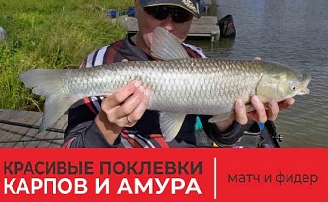 Рыбалка на матч и фидер. Красивые поклёвки карпов и амура.