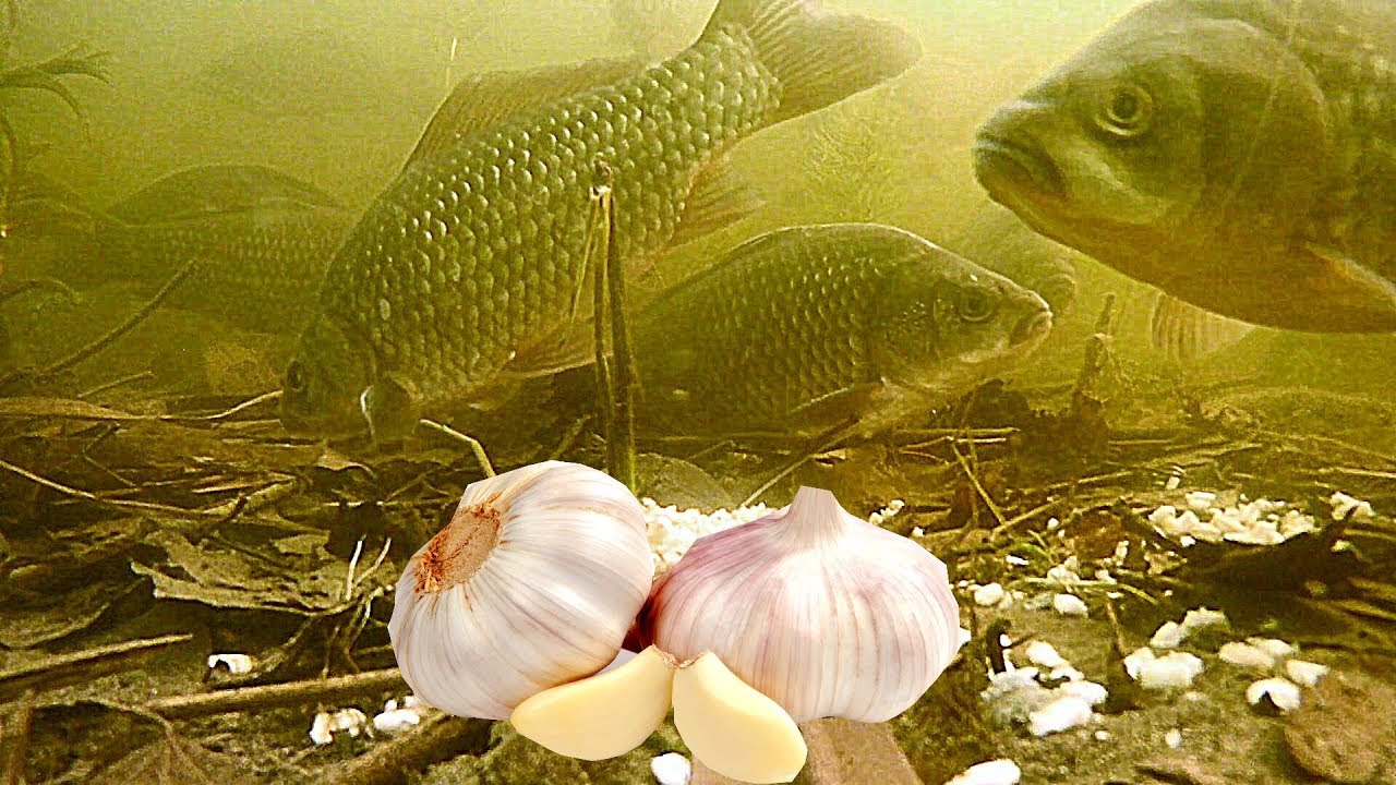 Перловка с чесноком. Реакция рыбы.