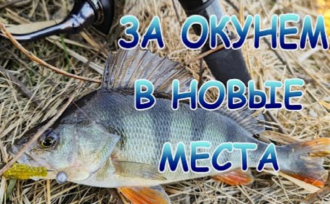 С микроджигом за окунем в новые места