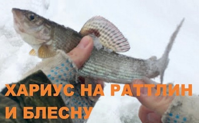 Хариус на раттлин и блесну
