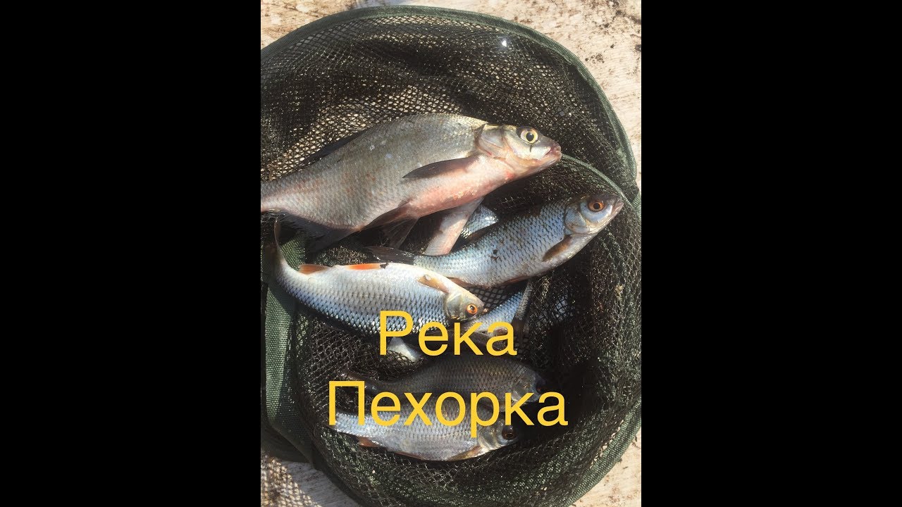 Рыбалка на реке Пехорка в Балашихе