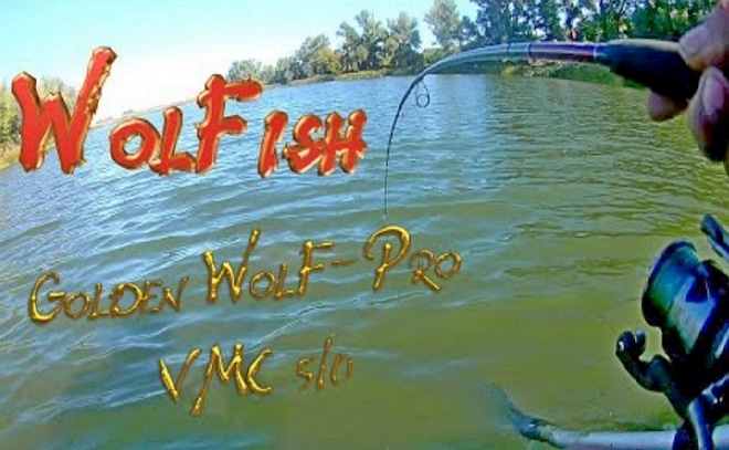Сом 10,5 кг на спиннербейт от компании WolFish