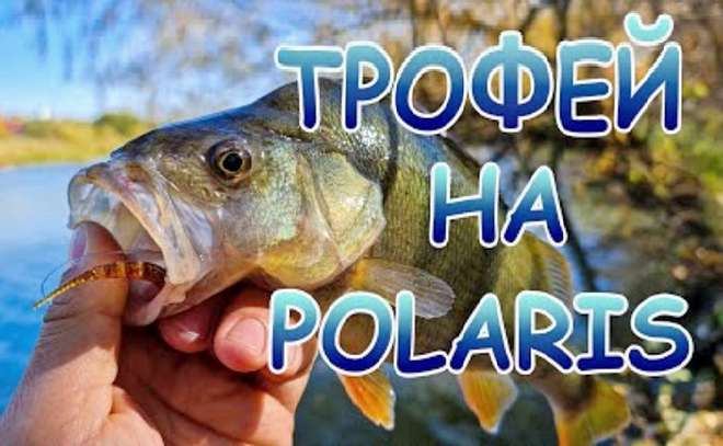 Трофейный окунь на микроджиг